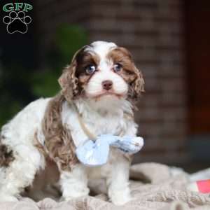 Emmett, Cockapoo Puppy